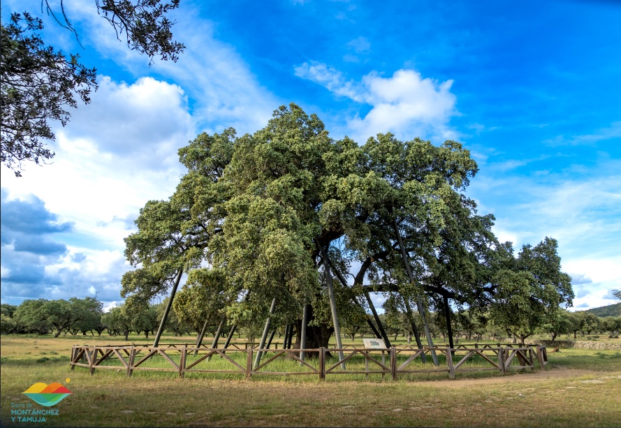 D a De La Encina Terrona Sierra Y Llano D a De La Encina Terrona Sierra Y Llano